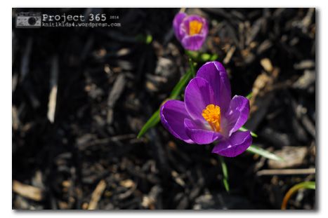 Project 365 ~ 100
