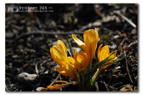 Project 365 ~ 101