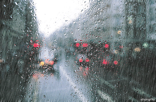 Rain Pictures, Images and Photos