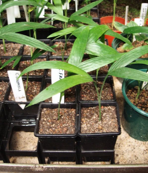 fragransseedlings.jpg