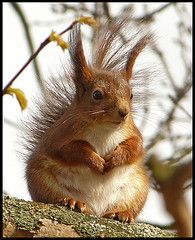  photo scared-squirrel2_zps8cd6acfb.jpg