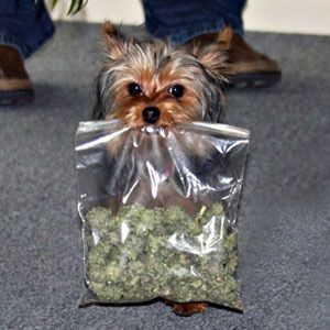  photo marijuana-dog1_zpsv0qe9tuh.jpg