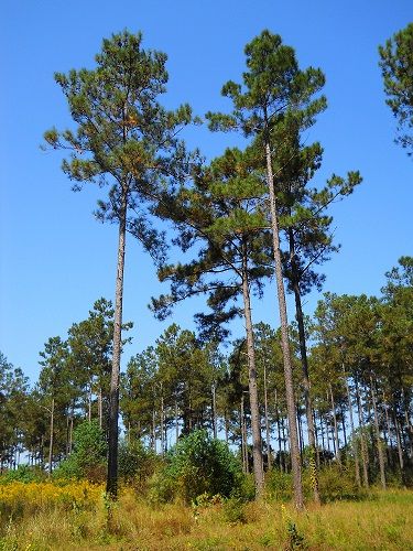  photo Loblolly_Pines_South_Mississippi_zps7fb1795a.jpg