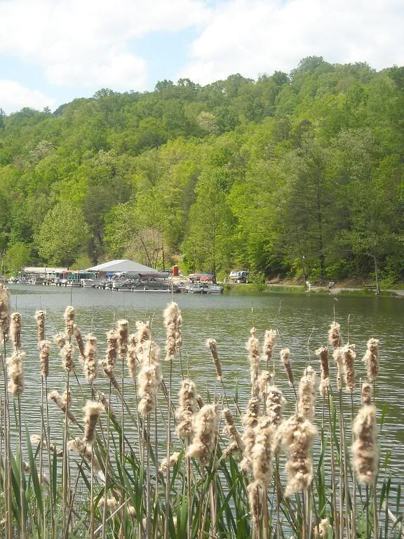 Rural KY photo "sticky" (Lexington, Frankfort living in, floor, store