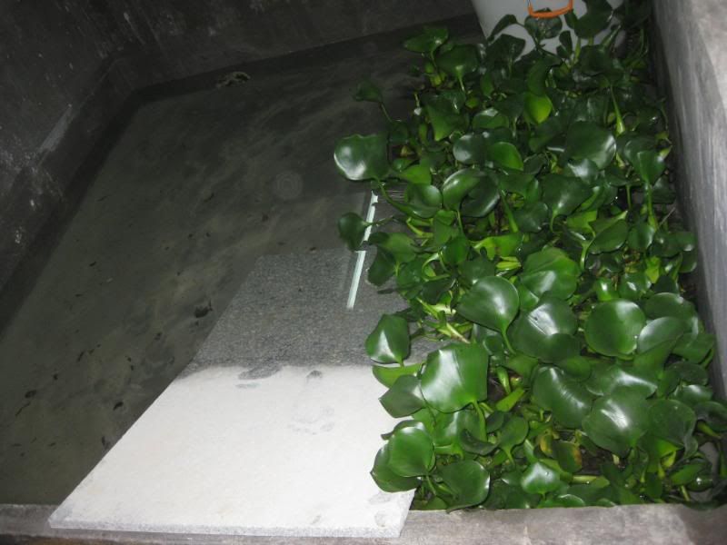 做个水泥池