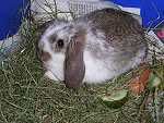hasi1