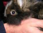 hasi2