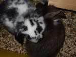 bunnies2