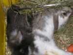bunnies