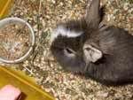 bunnies3