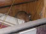 maus1