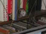 maus3