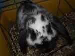 bunnies2