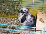 bunnies1