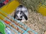 bunnies2