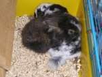 bunnies3