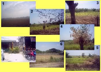 along the road