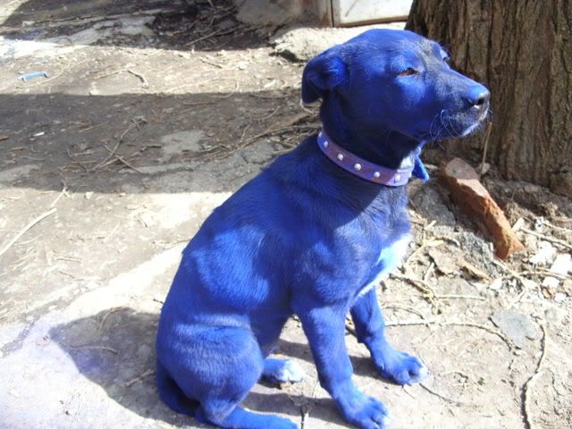 blue_dog_01.jpg