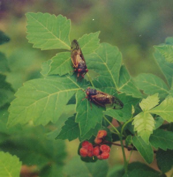 Wisteria Vine Toxic? BackYard Chickens Learn How to Raise Chickens