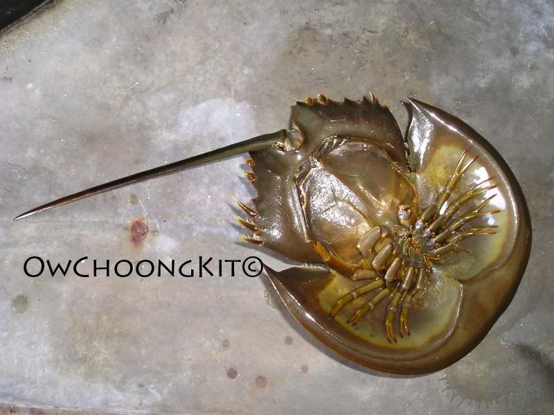 horseshoe crab blue blood. Well basically there are four known species of horseshoe crab where they are Tachypleus tridentatus, Tachypleus gigas, Limulus polyphemus and