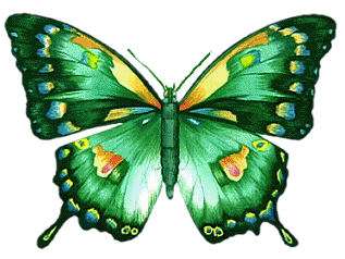 Colorful Animated Butterfly Pictures, Images and Photos