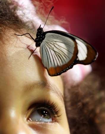 butterfly child Pictures, Images and Photos