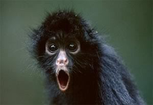 [http://i30.photobucket.com/albums/c334/darth_alran/black-spider-monkey.jpg]