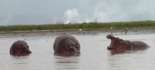 [http://i30.photobucket.com/albums/c334/darth_alran/hippos.jpg]