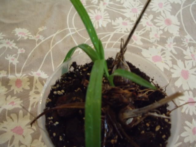 IMGP1095.jpg
