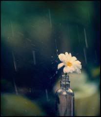 rainy flower