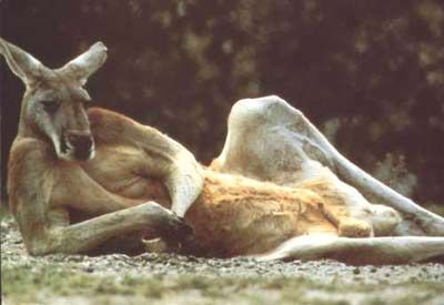 lounging kangaroo photo: Lounging Kangaroo Studkangaroo.jpg