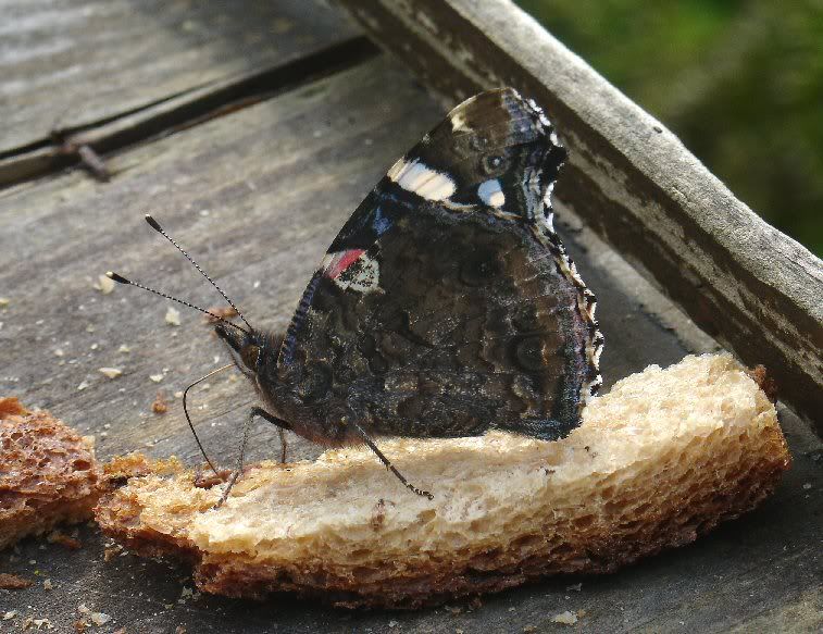 vlinder-brood-a.jpg
