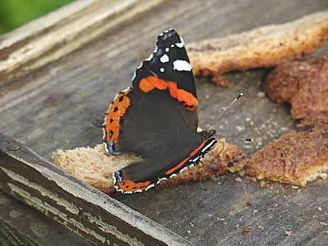vlinder-brood2-a.jpg