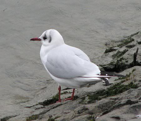 Moewe Seagull