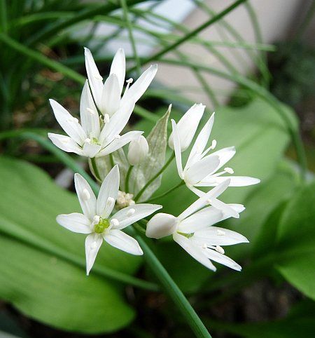 Balcony - Ramson (Baerlauch)