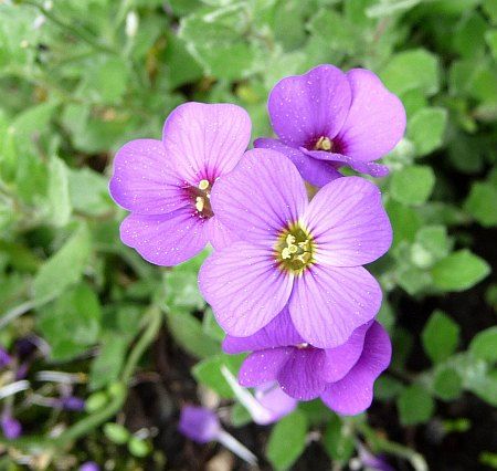 Balcony - Lilacbush (Blaukissen)