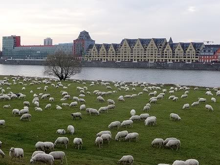 Sheeps in the City