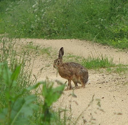 Bunny  near Ziegelhuette