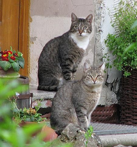 Cats Weiler ob Helfenstein