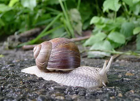 Snail Geislingen