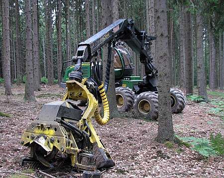 At Flamersheimer Forrest