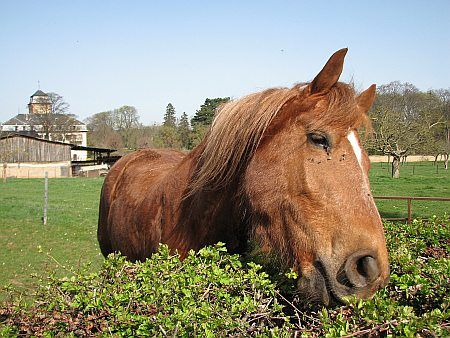 Horse Castle Wachendorf photo 14-Pferd_Schloss_Wachendorf_zps4eb31cfc.jpg