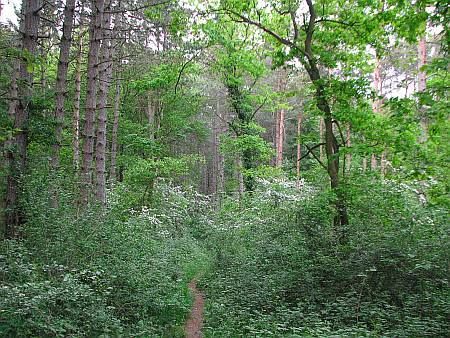 Forest west of Iversheim photo 21-Waldpfad_N_Wachendorfer_Berg_zps1v0ksy8r.jpg
