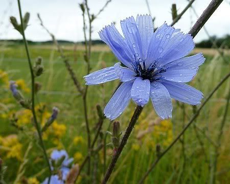 Blue Flower Iversheim