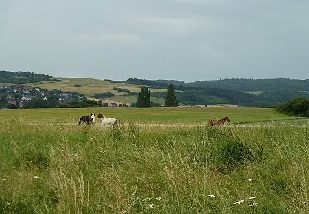Horses near Iversheim