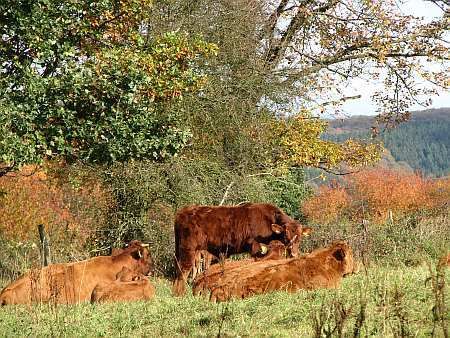 Cattle near Gut Vogelsang