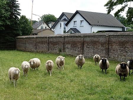 Sheeps Castle Wachendorf