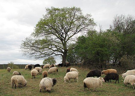 Sheeps Eschweiler photo 57-Schafe_Eschweiler_zps40d741a4.jpg