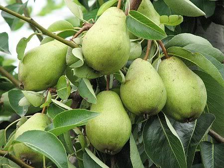 Pears near Lantershofen