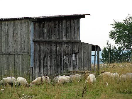 Sheeps Boelingen